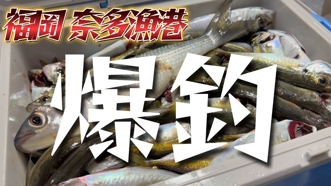 【爆釣】 #福岡釣り 🔰簡単に楽しめる釣り場はココで決まり！福岡 #奈多漁港