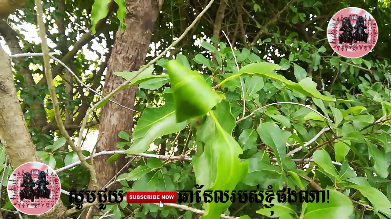 កាប់បញ្ញើក្អែកដកទក សង្ខរ កាខប់ព្រៃ សុខសាន - Khmer Magic Daily