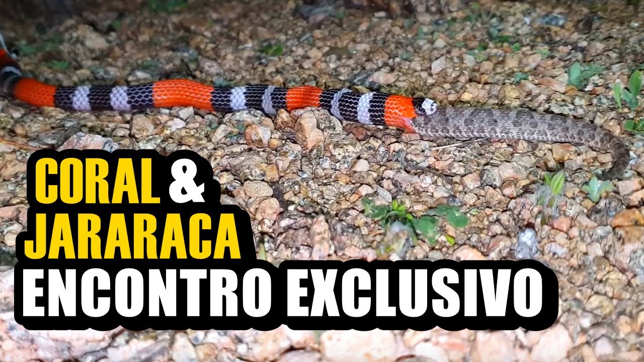 CORAL VERDADEIRA CAÇANDO A TEMIDA JARARACA | Rei das Serpentes
