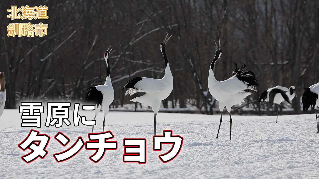北海道、雪原にタンチョウの群れ