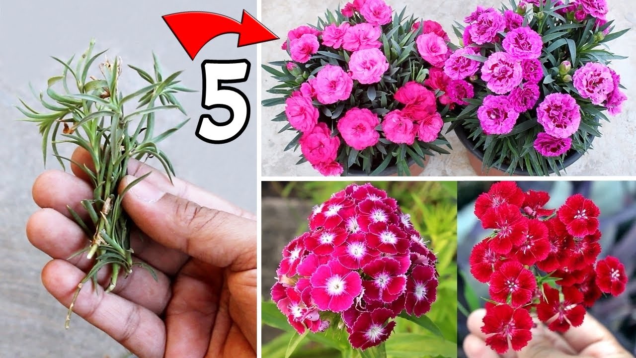 5 URGENT Things To Do On Dianthus n Carnation NOW!