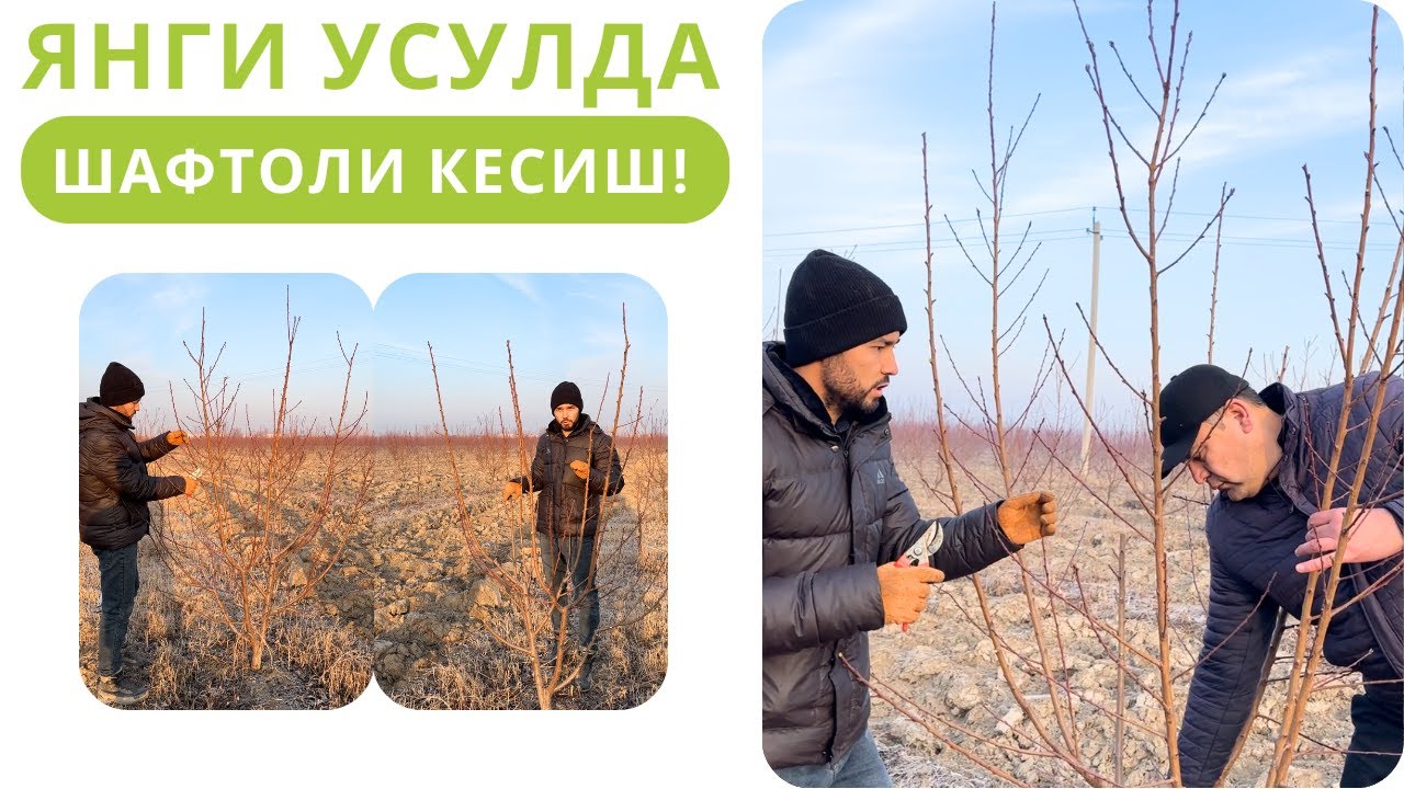 ЯНГИ УСУЛДА ШАФТОЛИ КЕСИШ ДАРСЛАРИ!