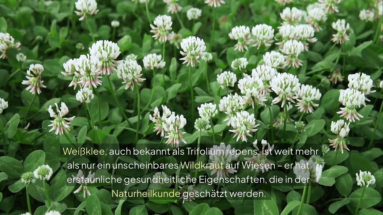 Wei&szlig;klee: Die untersch&auml;tzte Heilpflanze direkt von der Wiese 🍀🌿
