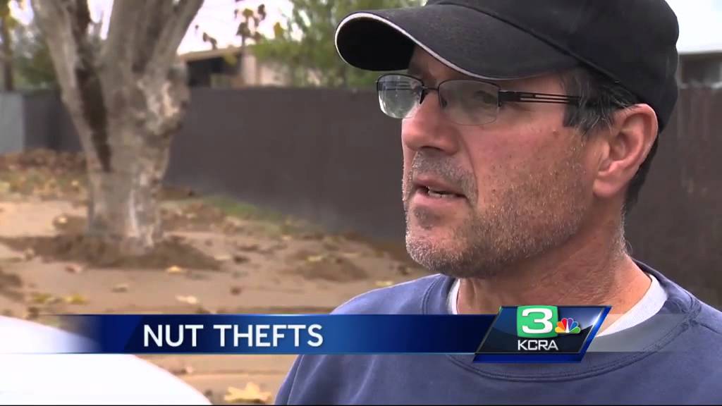 Nut thefts increase in California