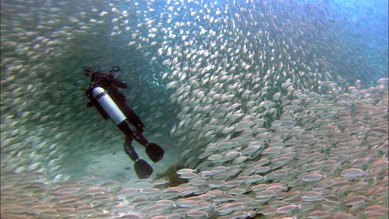 La Paz Diving   11-2021