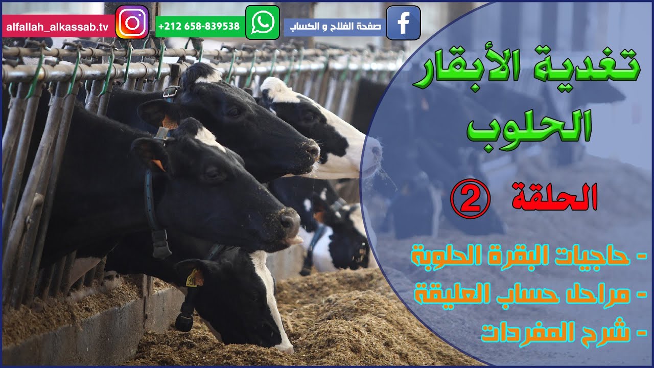 الحلقة 2 : تغذية الأبقار الحلوب  02 ALIMENTATION DES VACHES LAITIÈRES