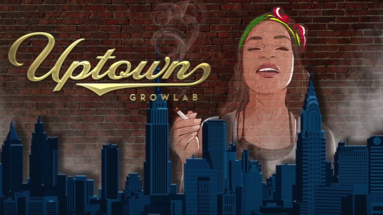Top Dawg Genetics Cannabis Marijuana Weed Strain Review