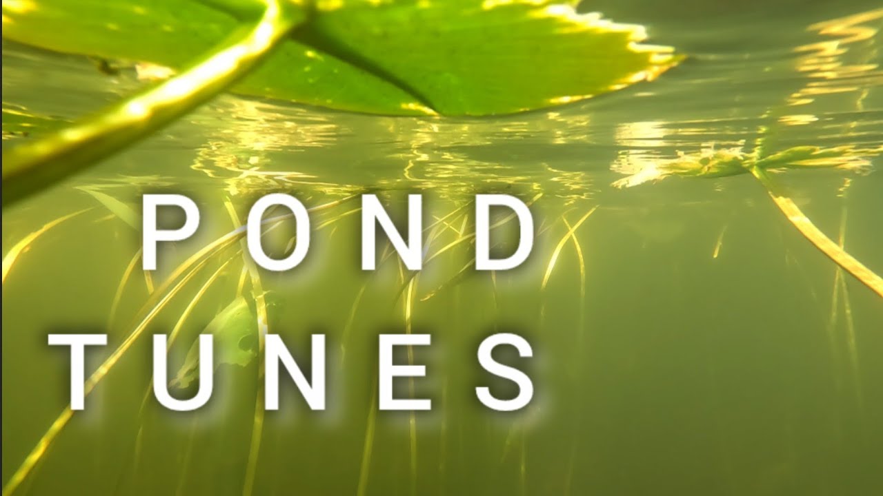36 • Mandolin & Tadpoles • New Found Tunes with Daniel Payne