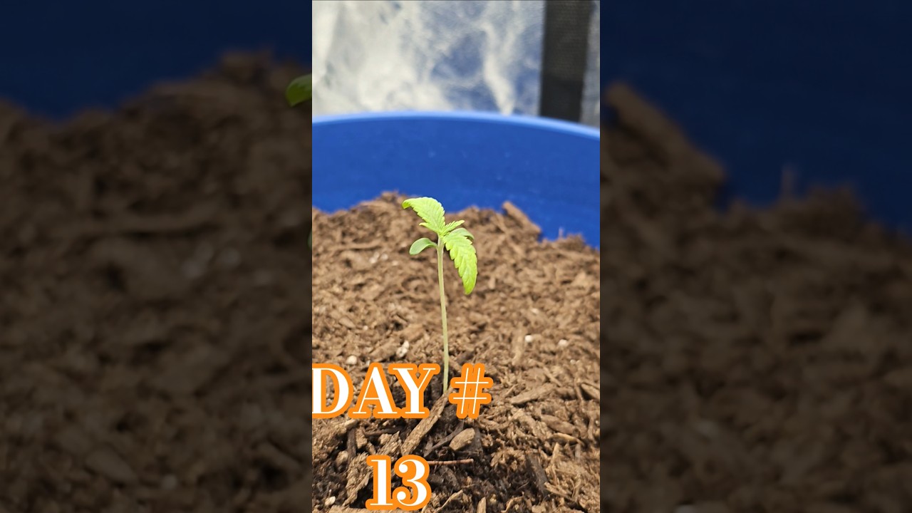 DAY # 13 #cannabiscommunity #medicalcannabis #cannabisdaily #420 #thc #cbd #garden #gardening