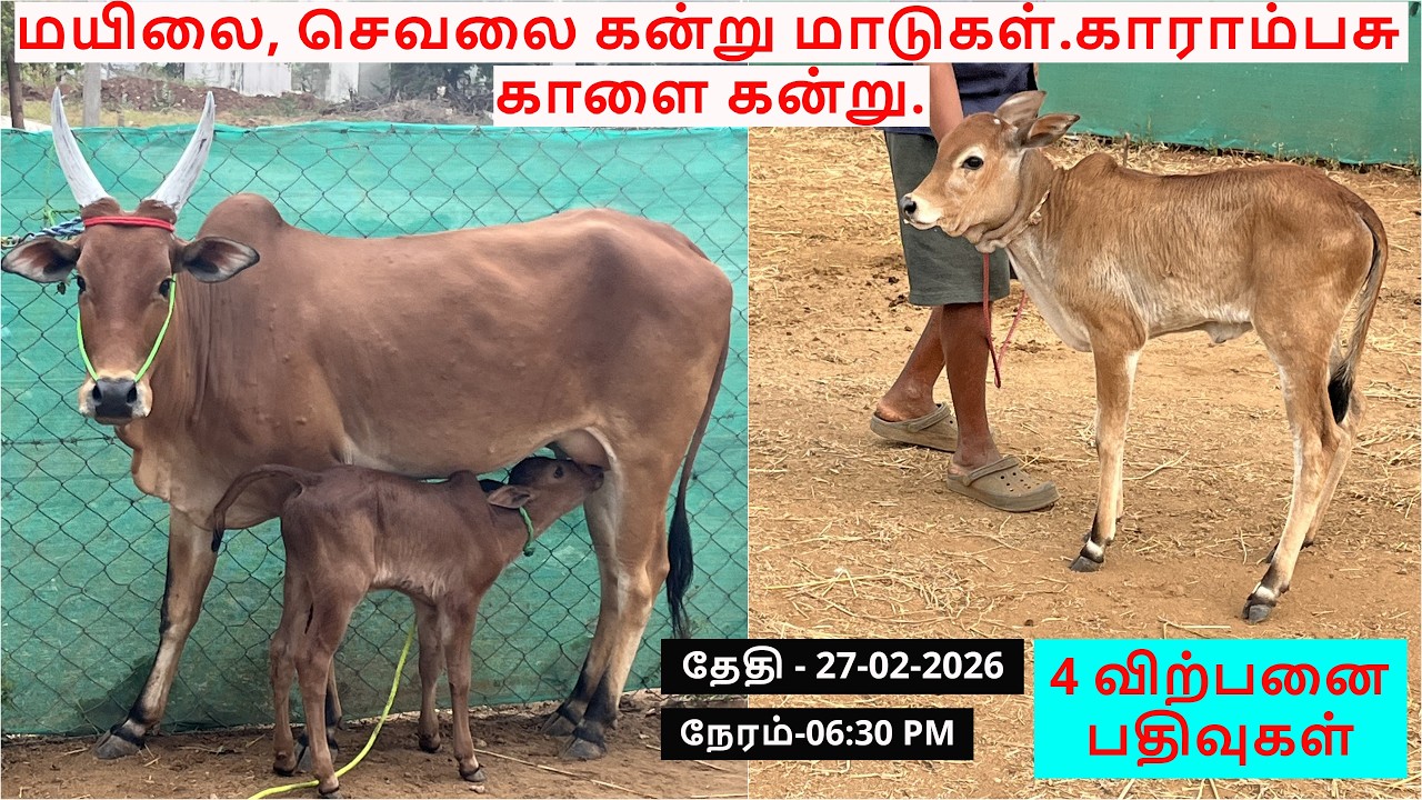 4-விற்பனை பதிவுகள்.மயிலை, செவலை கன்று மாடுகள்.காராம்பசு காளை கன்று.