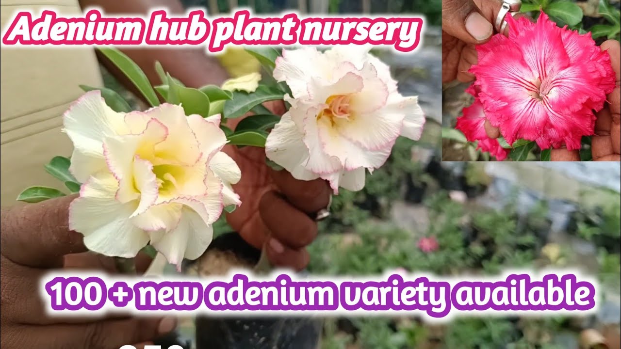 Adenium Hub। New variety adenium plant।घर पर अडेनियम का पौधा कैसे लगाए,