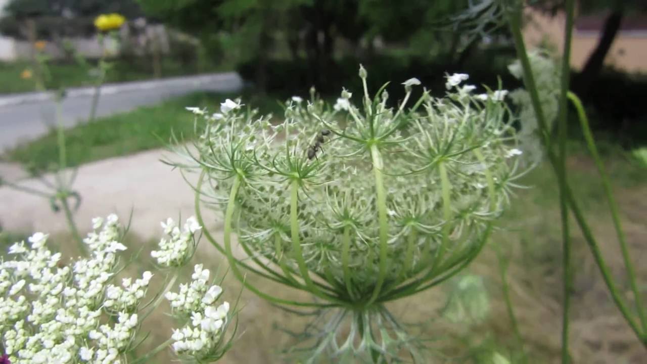 Morcov sălbatic (Daucus carota)