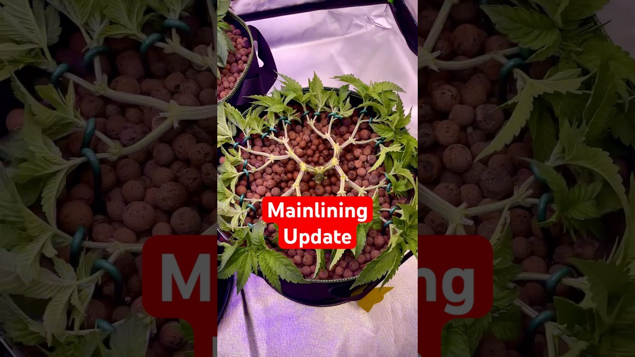 Tag 54 Mainlining🙌🏼 #mainlining #weed #grow #mimosaxorangepunch #tropicanacookies #24kgold #indoor