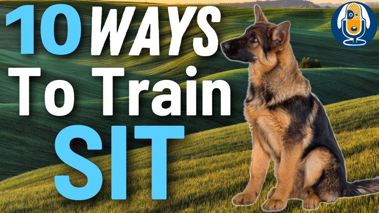 10 Ways To Teach A Sit WITHOUT A Food Lure! Unreal Results For Puppies And Dogs Of All Ages #155