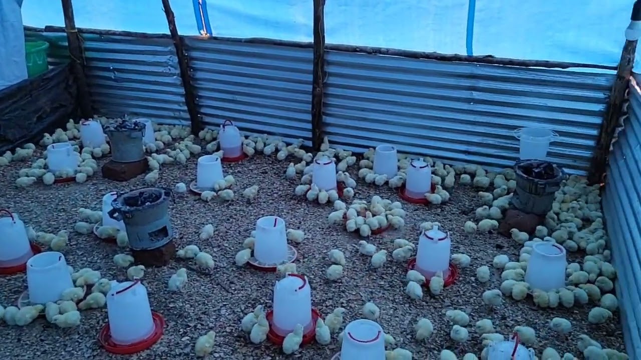 Watch the biggest Mixed farm in Rwanda.  #rwanda #mixedfarming