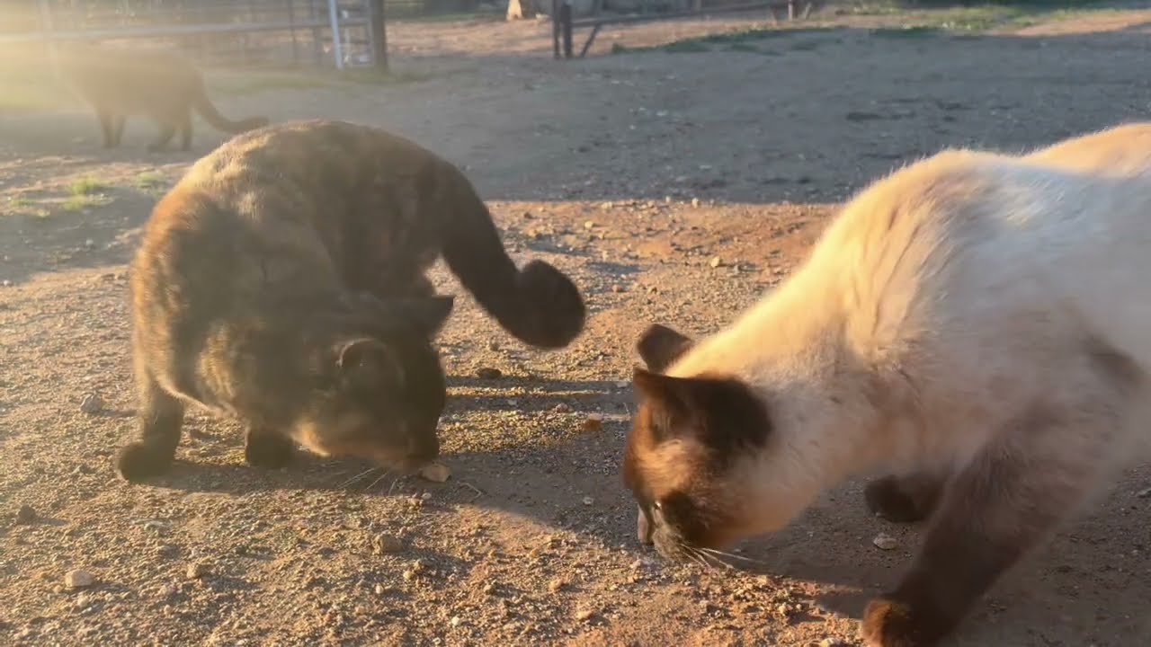 Are your cats friendly?