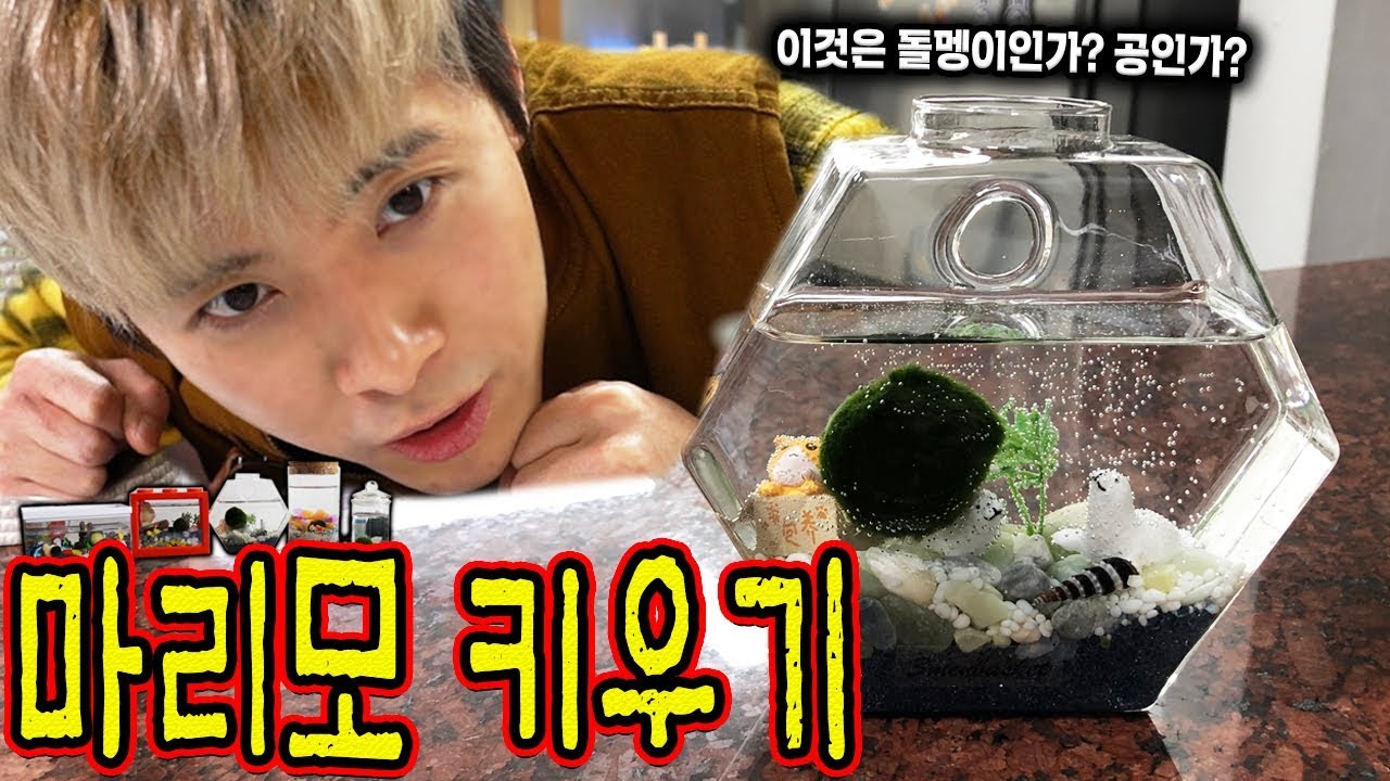 이것은 공인가? 돌멩이인가?! 오늘부터 마리모를 키우게 되었습니다! - 허팝 (Marimo Moss Ball)