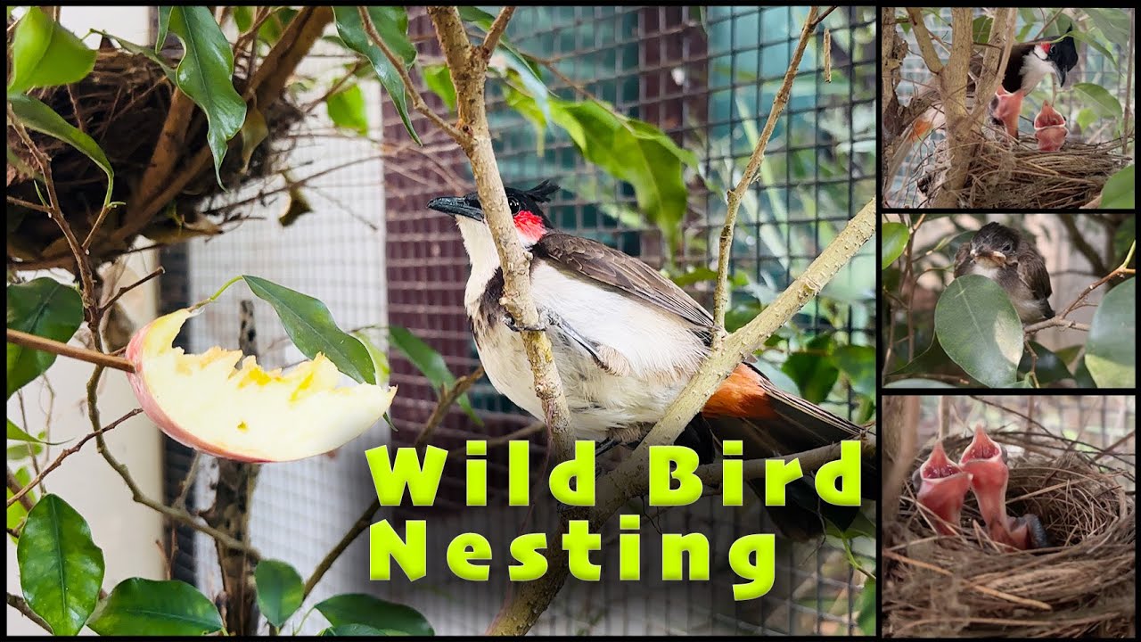 Nature & Aviary I Bird Nesting I Home Aviary