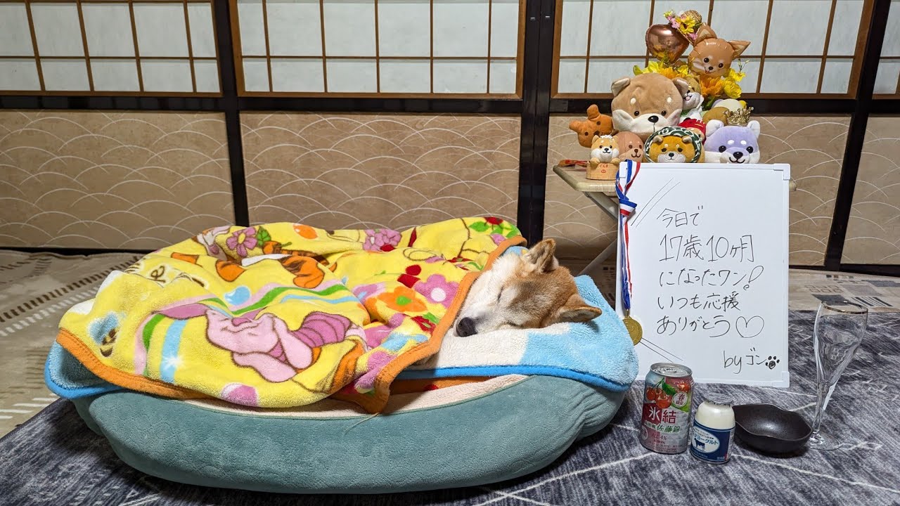 【乾杯ライブ】祝17歳10ヶ月♡みんなでゴン杯しようワン♪ (2026/02/25)