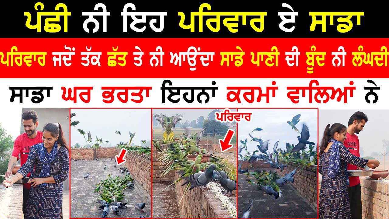 Parrot Spparrows Are Our Family| Squirrel Story | Parrot LoverslAnimal Lover|@kaintpunjabi