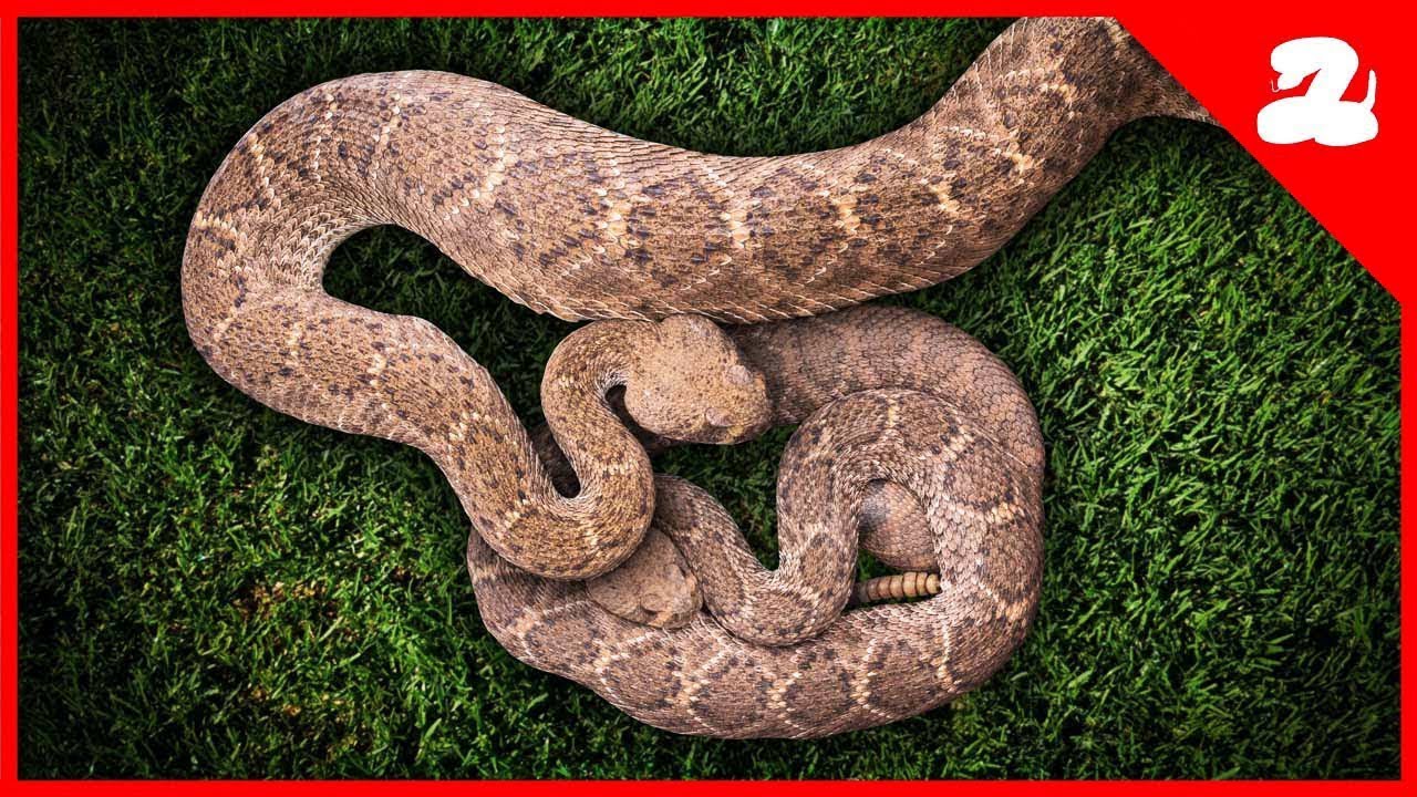 This is Why Rattlesnakes Might Gather in Your Backyard
