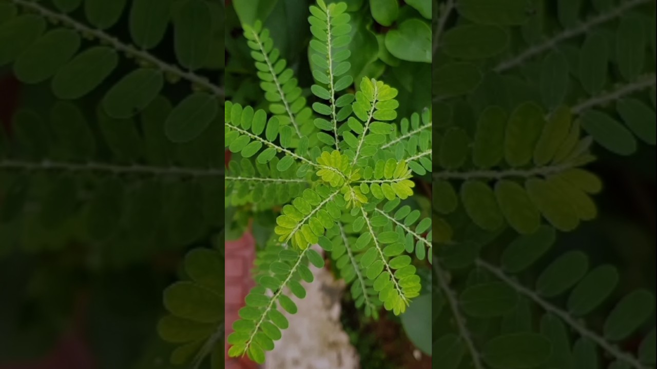 Benef&iacute;cios do ch&aacute; da planta quebra -pedra #saude #plantas # benef&iacute;cios