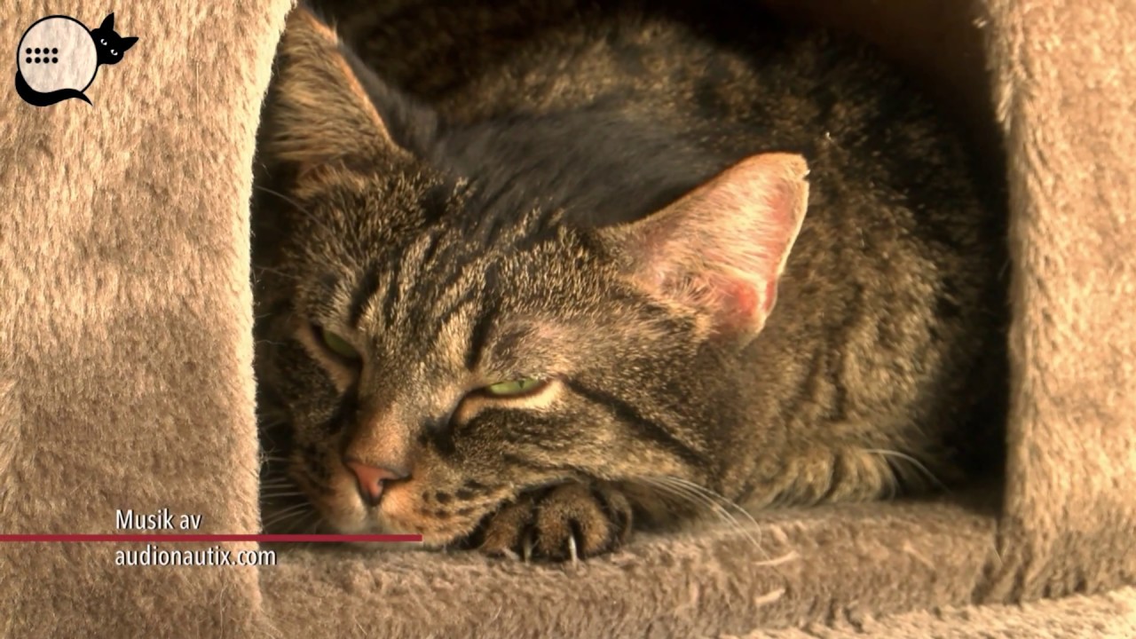 Stockholms Katthem: Att adoptera katt fr&aring;n oss