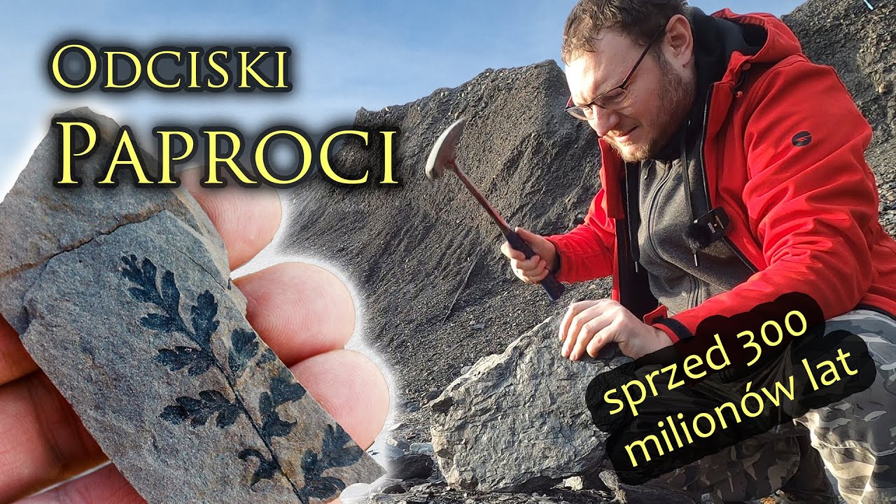 Jak szukać SKAMIENIAŁOŚCI Karbońskich Roślin?