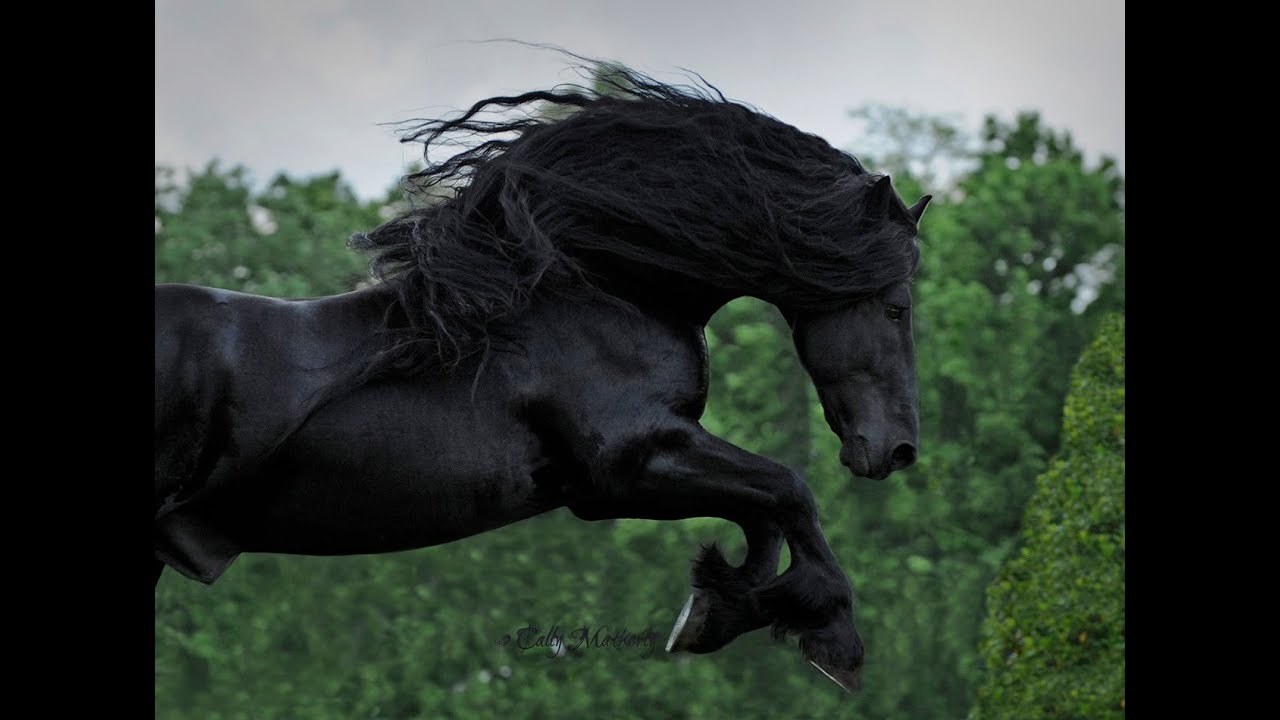 WATCH AND BE CAPTIVATED FRIESIAN STALLION FREDERIK THE GREAT