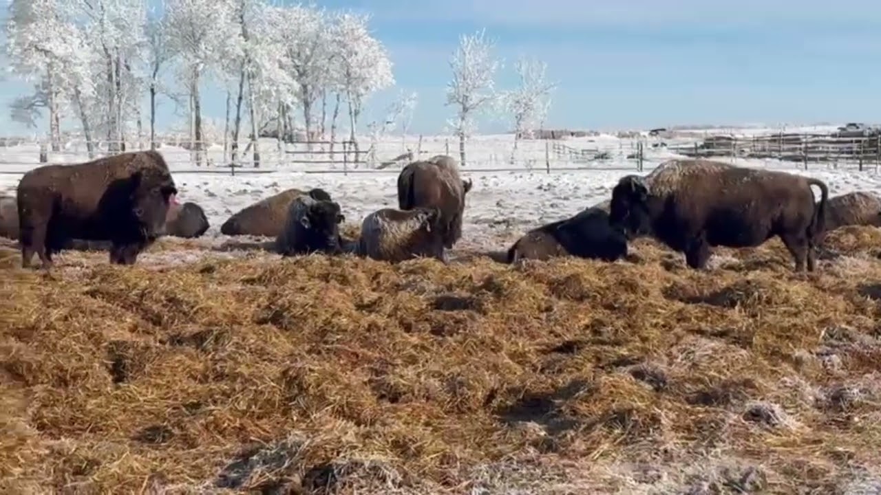 ROAMING K BRED HEIFERS - SALE DAY