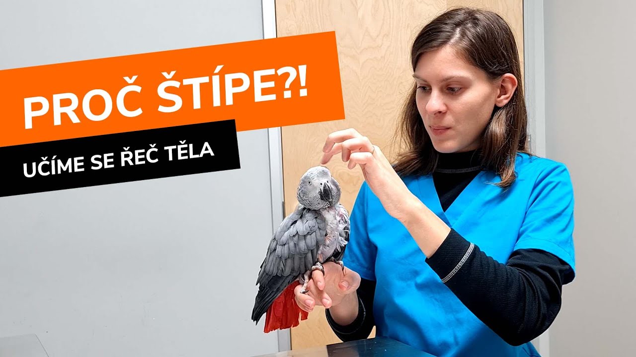 Proč mě papoušek štípe, když ho chci pohladit? | Komunikace s papouškem