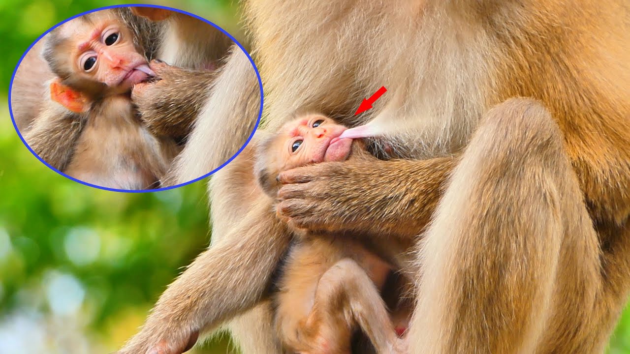 Oh no...Why does Mommy monkey Sahsa want to wean her baby monkey Sacy skinny like this?