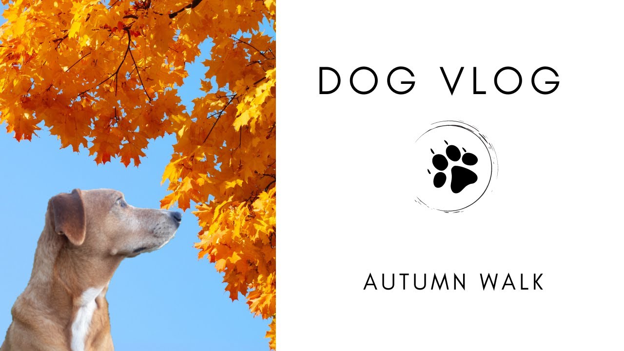 Dog vlog - Basil the dog goes for a walk