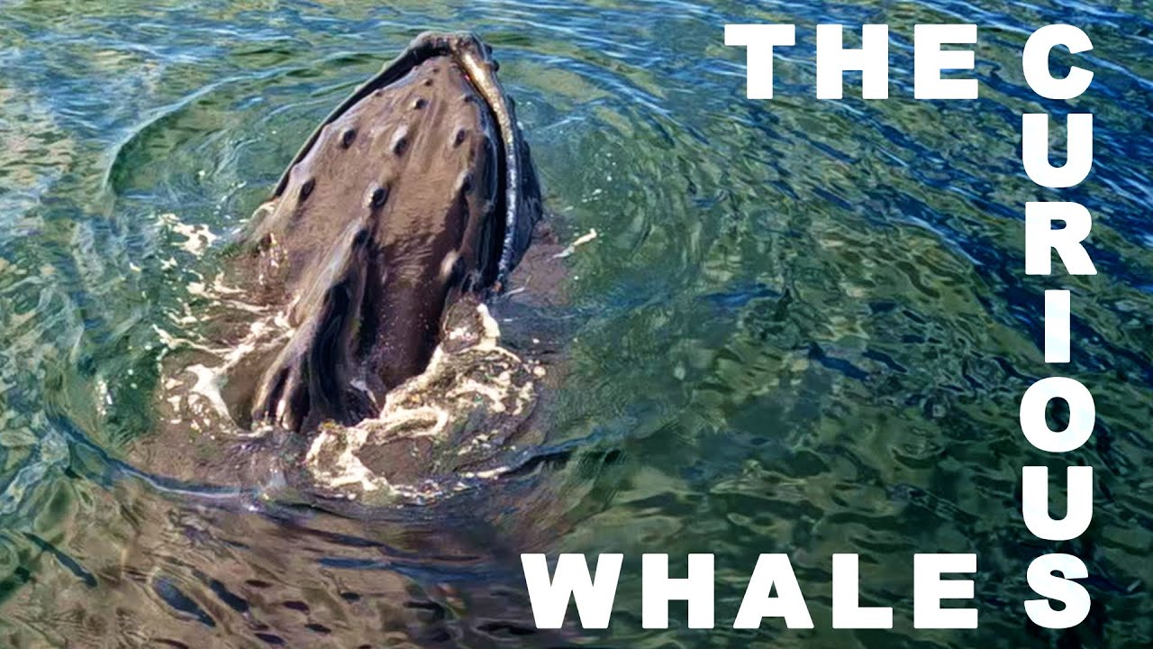 Whale Watching in Provincetown, Cape Cod
