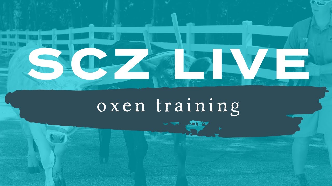 SCZ LIVE | Oxen Training