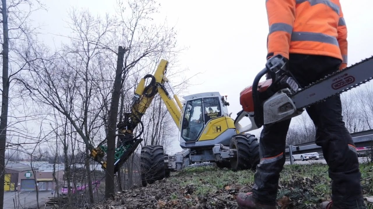 Abattage d’arbres aux abords de l’autoroute A35 – Groupe Holtzinger
