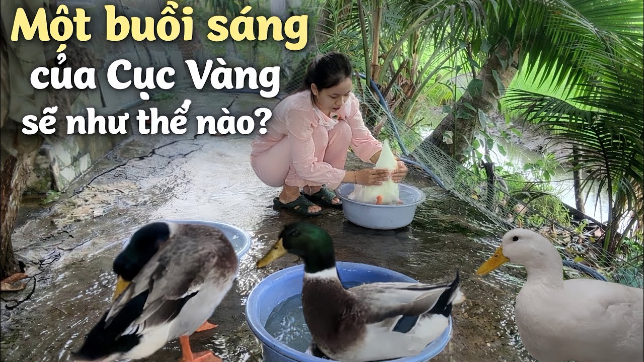 Buổi Sáng Của Cục Vàng Có Gì Mà Vui Vậy ?#youtube #xuhuongyoutube #duck #vlog #viral 