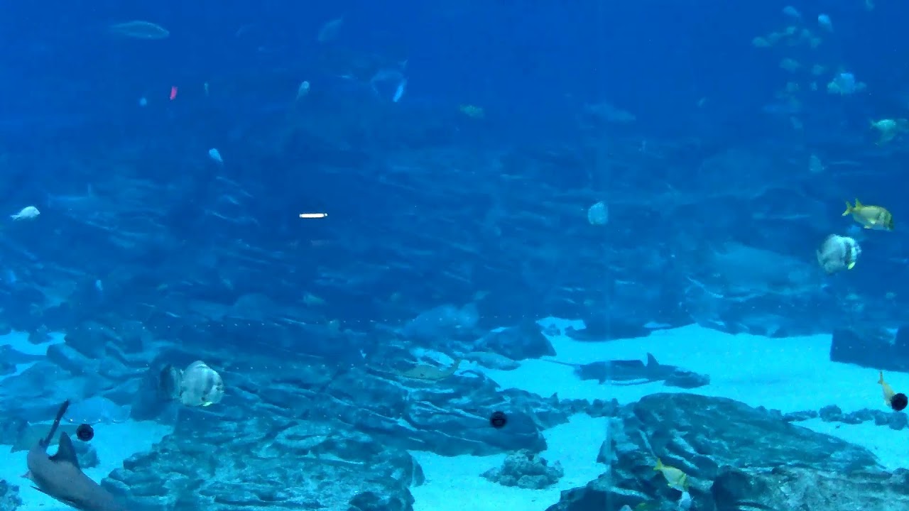 Georgia Aquarium - Ocean Voyager Cam