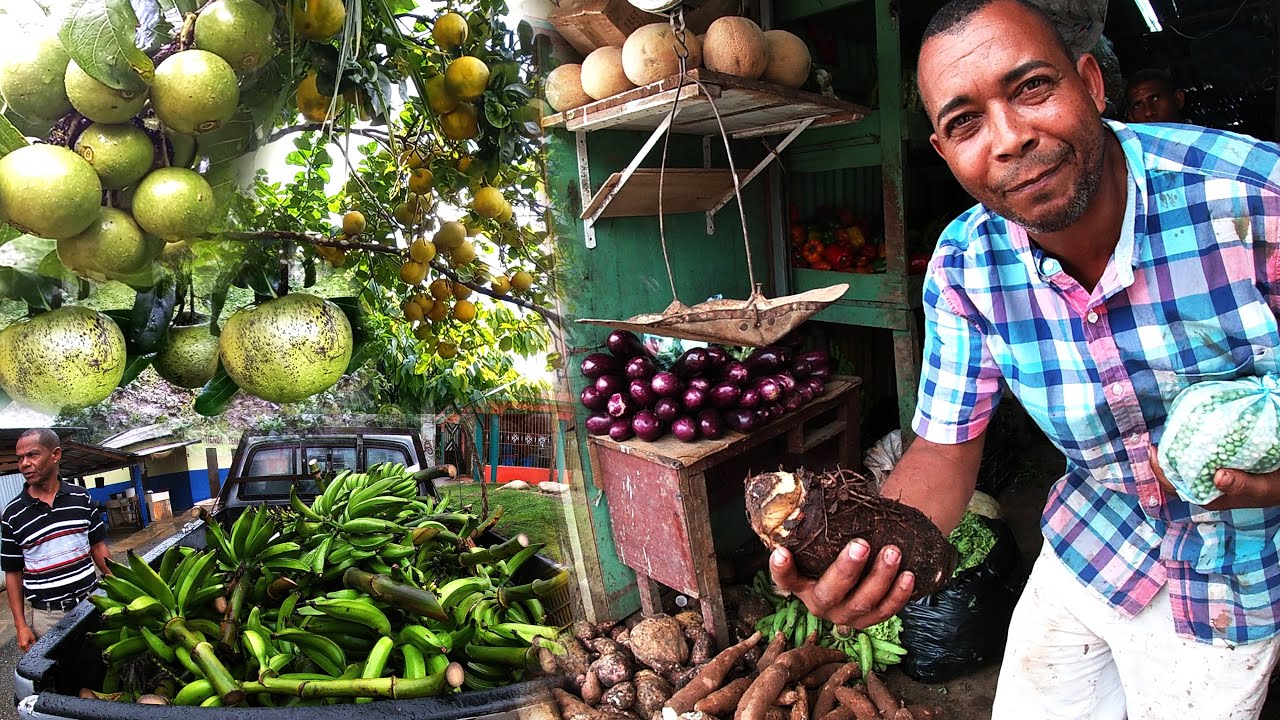 LA VIDA DEL CAMPO EN YAMASA Republica dominicana