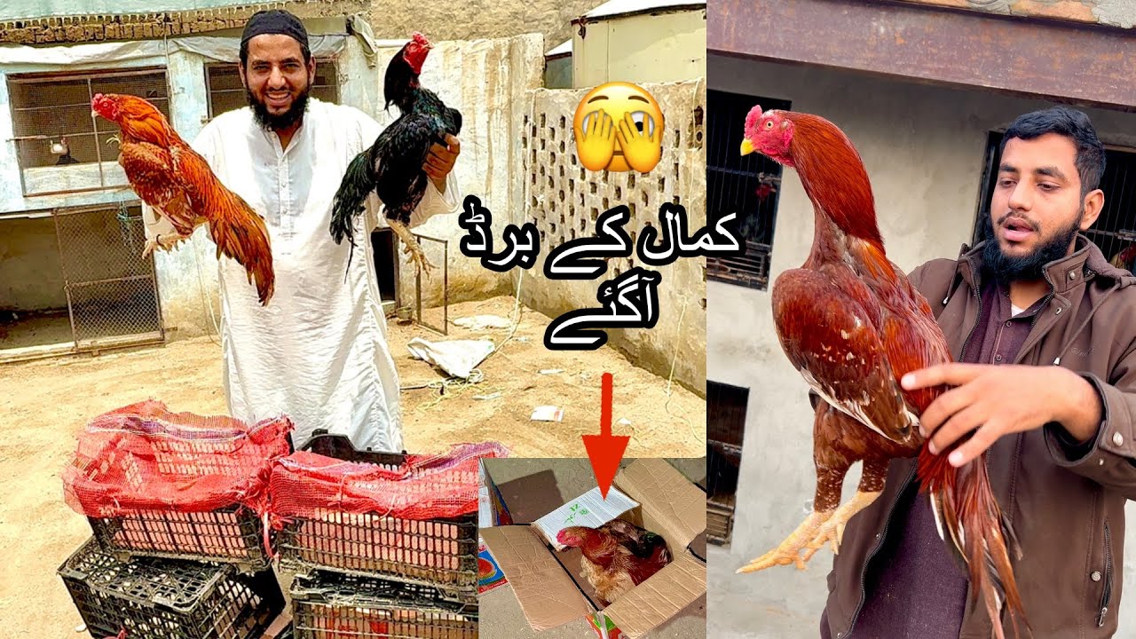 Aj Aseel Farm Men VIP Aseel Agye 🫣