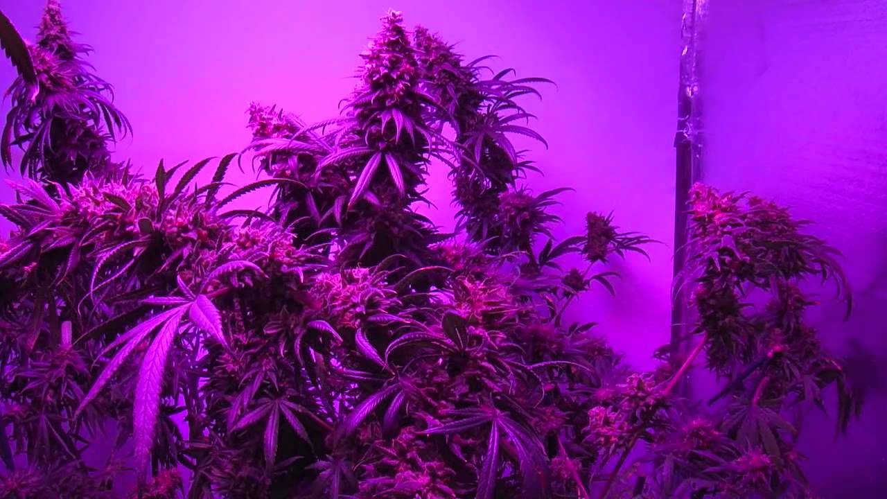 Afghan Kush, Critical Sensi Star + Pro-Grow 550 LED grow light, Ep. 12