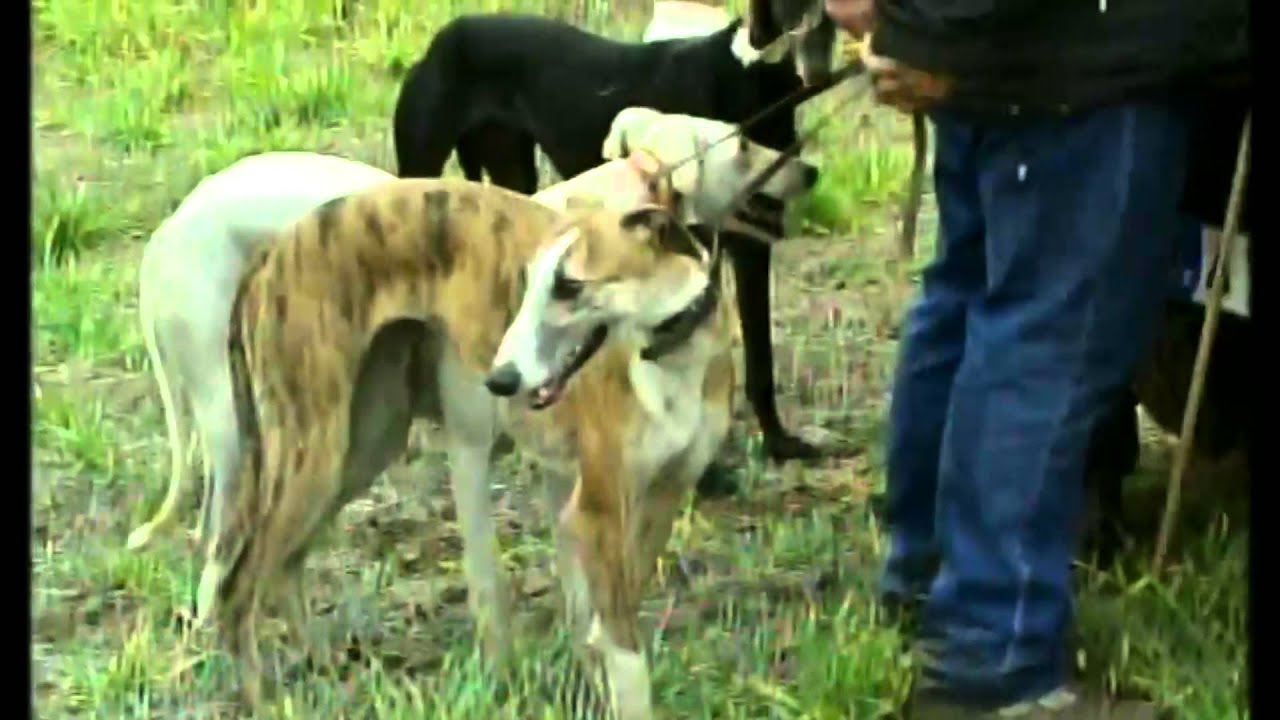 Reportaje Emma Camarero- Cazadores Furtivos en la Sagra
