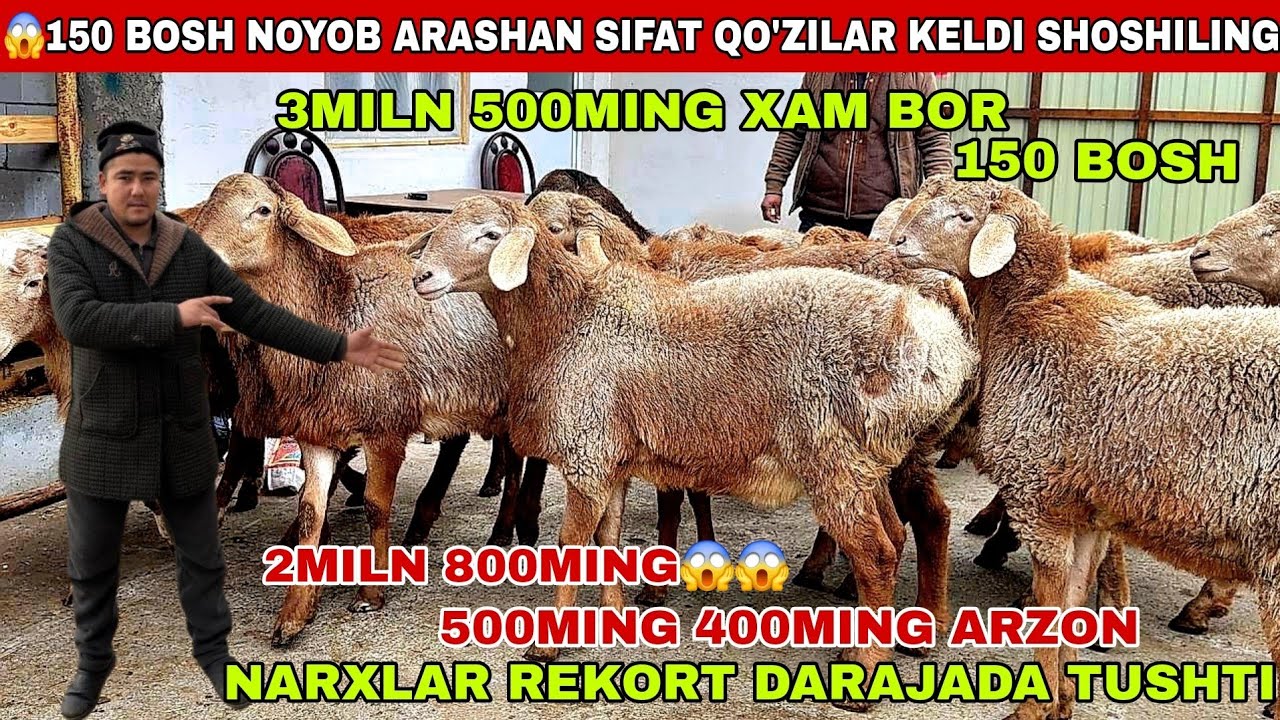 😱200 Bosh arashan 2miln 800ming 3miln 600ming bor katta arashan sifat nasilika xam bor 2026 yilga ta