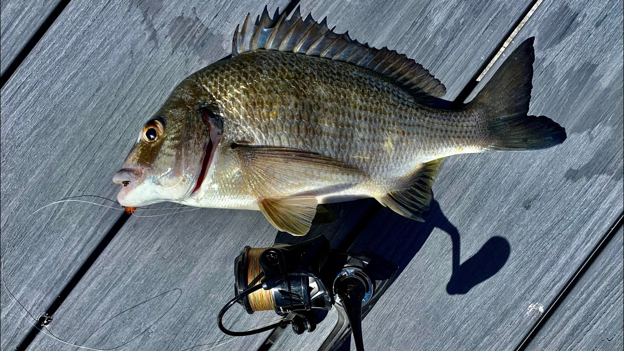 How To Catch Big Bream With Lures!