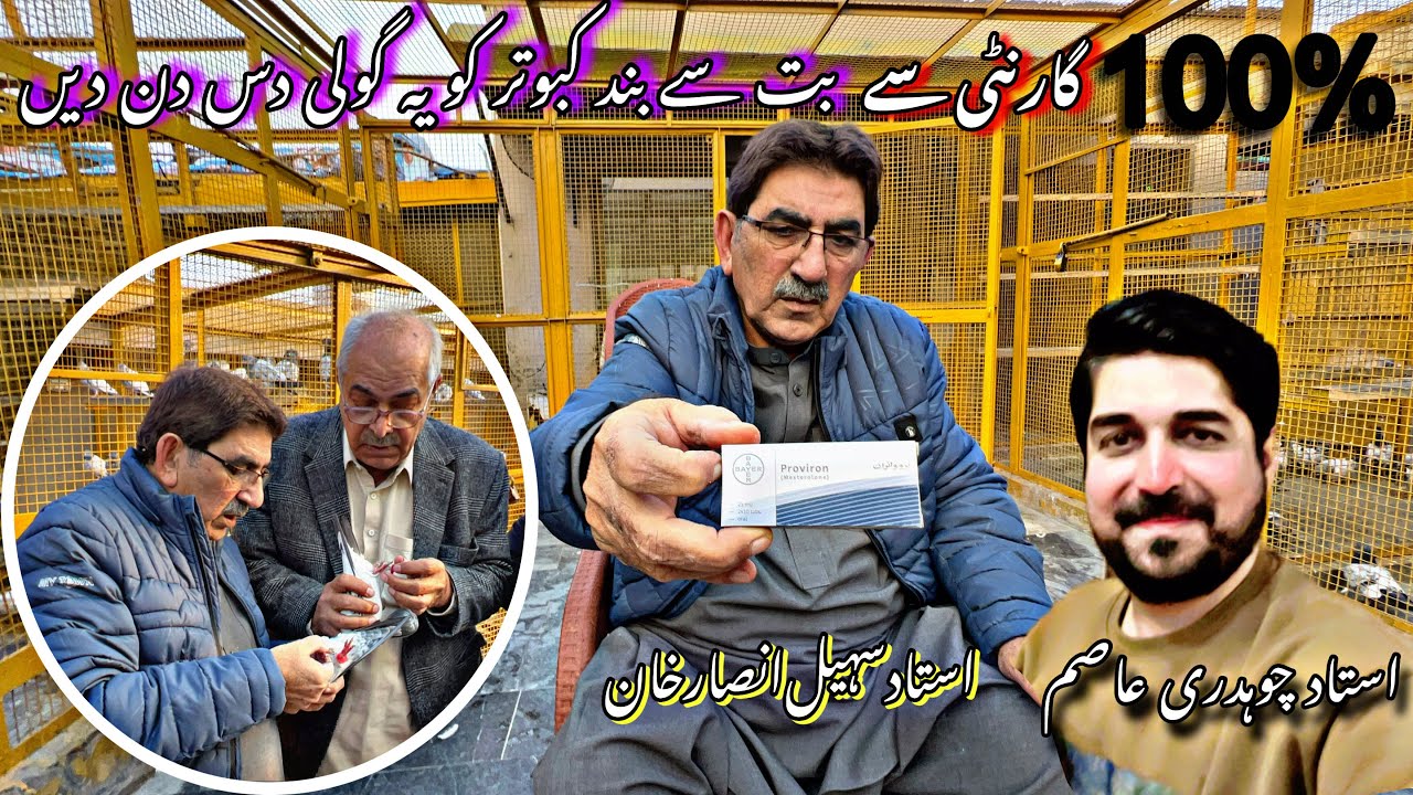 Bot sy band kabotar ka elaaj 🥰انڈے بچوں سے بند کبوتر کا  علاج