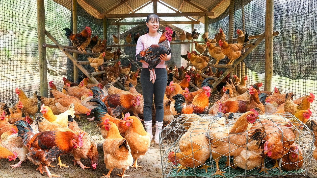 Harvest Many Chicken on the Farm,  Use 3-Wheeled Truck Transport Chicken To Market Sell