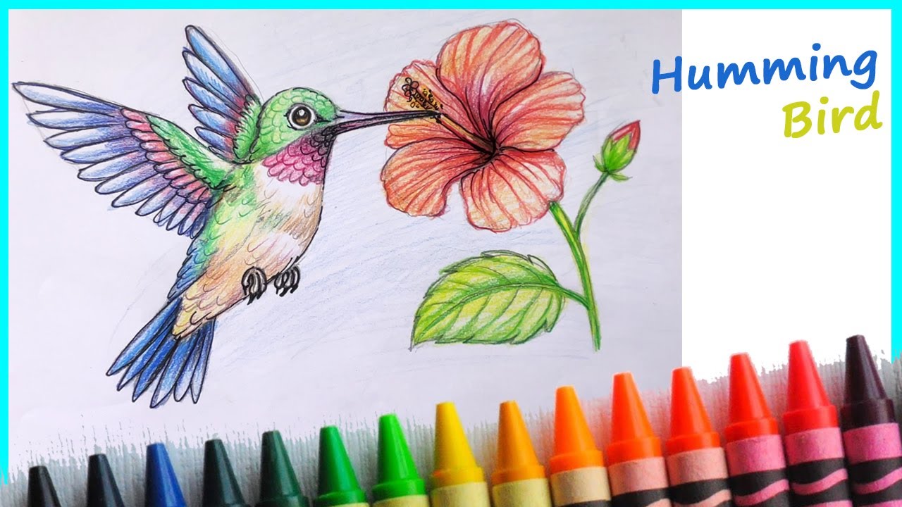 Easy way to Draw Hummingbird Step by Step for Level 2 Students