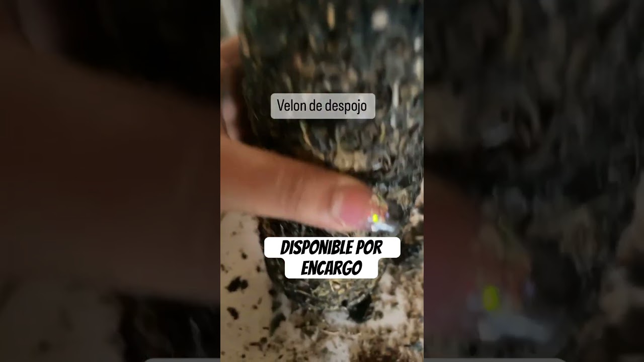 Ritual de despojo 100% garantizado