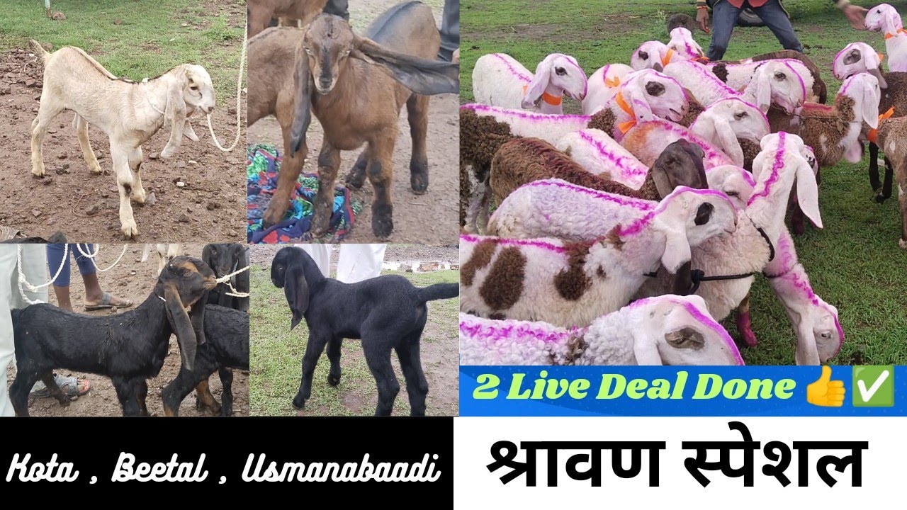 Lonand Bakra Mandi लोणंद शेळी, मेंढी बाजार सातारा MH एस ए लाईव्हस्टॉक 27 July Thursday #SALivestock