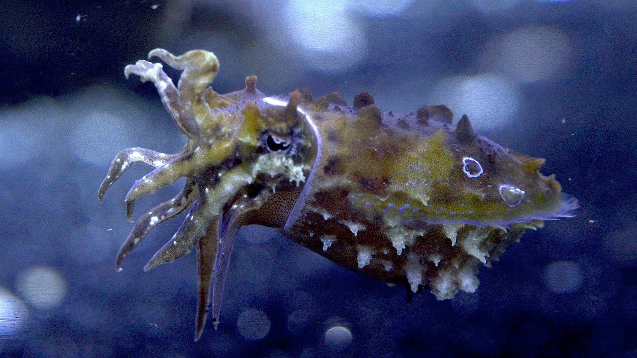 Caring for Cuttlefish